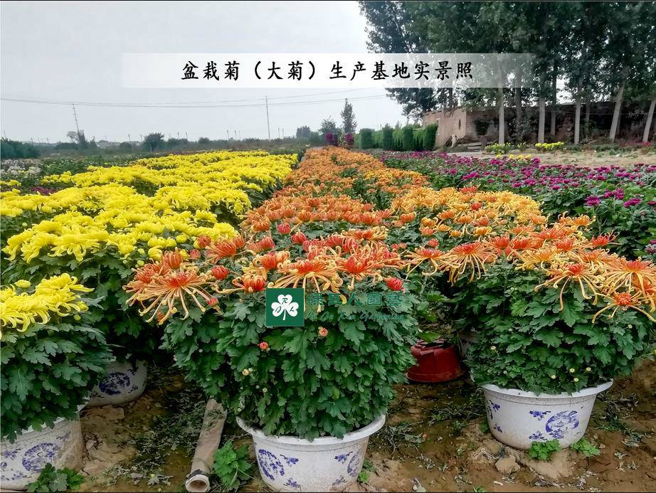 菊花種苗基地之菊花造型設(shè)計